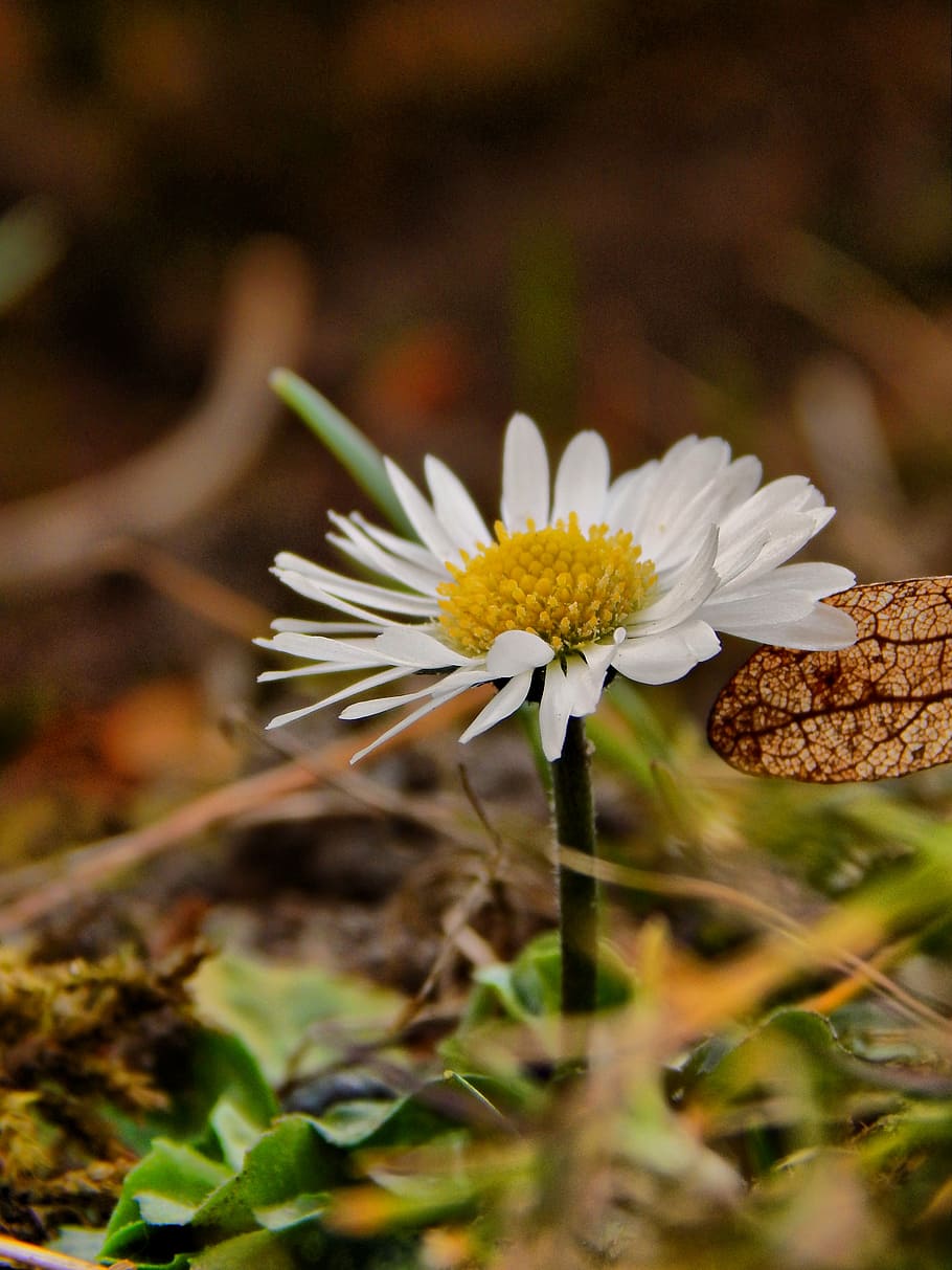 margarida, Primavera, branco, flor, plantas, natural, natureza, plantar, fechar-se, ao ar livre, amarelo, outono, planta com flores, fragilidade, vulnerabilidade, frescura, crescimento, beleza na natureza, cabeça de flor, pétala, inflorescência, foco seletivo, dia, pólen, cor branca, ninguém, focar em primeiro plano, terra, 4K
