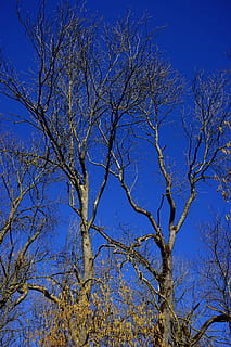 eikenbomen, loofboom, hemelsblauw, eik, bomen, hemel, blauw, kale boom, boom, natuur, geen mensen, lage hoekweergave, tak, fabriek, heldere lucht, dag, kalmte, schoonheid in de natuur, buitenshuis, groei, boomstam, romp, zonlicht, scenics - natuur, achtergronden, Boomkap, 5K, CC0, publiek domein, royaltyvrij