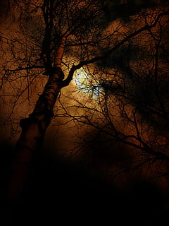 blattloser Baum, Sonnenuntergang, Baum, wunderschönen, Himmel, Wolken, Orange, rot, immer noch, Natur, Landschaft, sich ausruhen, surreal, Dämmerung, Sonnenstrahl, Sonne, Rahmen, Atmosphäre, Stimmung, Abend, Gras, Gräser, Ambiente, Blätter, Ast, Wald, draußen, Pflanze, Silhouette, kahler Baum, Kofferraum, Baumstamm, Flachwinkelansicht, Nacht-, Ruhe, keine Leute, Schönheit in der Natur, Land, ruhige Szene, Szenen - Natur, dunkel, 2K, CC0, gemeinfrei, lizenzfrei