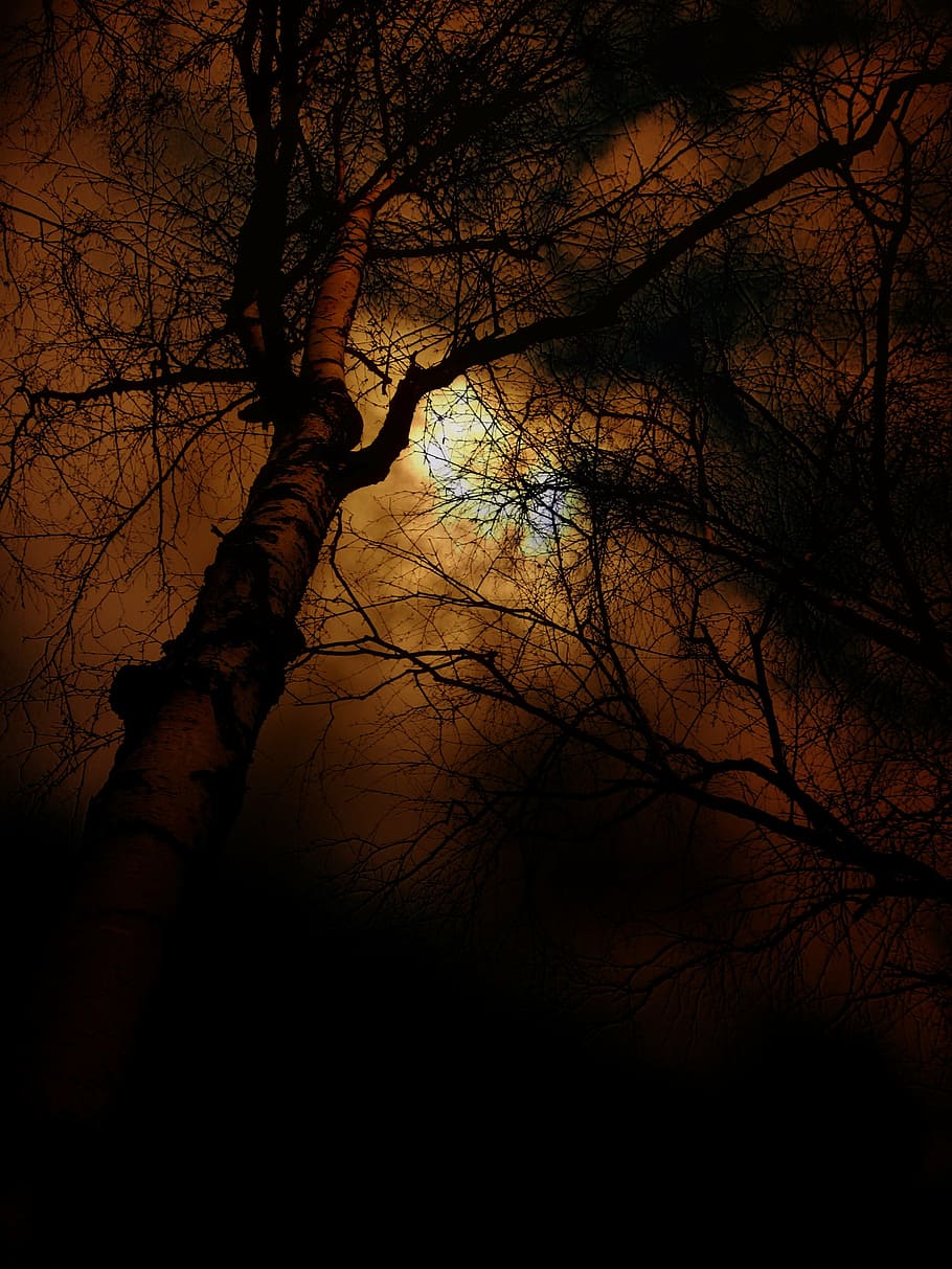 arbre sense fulles, posta de sol, arbre, bonic, cel, núvols, taronja, vermell, encara, naturalesa, paisatge, descans, surrealista, vespre, raig de sol, sol, configuració, atmosfera, humor, tarda, herba, herbes, ambient, fulles, branca, bosc, a l'aire lliure, planta, silueta, arbre nu, tronc, tronc de l'arbre, vista d’angle baix, nit, tranquil·litat, cap gent, bellesa a la natura, terra, escena tranquil·la, escenics - natura, fosc, 2K