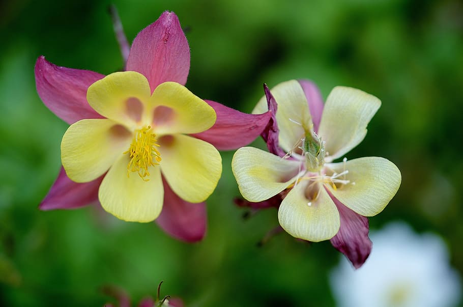 selektiv, fokus fotografering, gul-och-rosa petaled blommor, blomma, växt, natur, lila, rosa, blad, växtlöv, regnfall, makro, bakgrund, grön, gul, färgrik, blommande växt, skönhet i naturen, kronblad, friskhet, bräcklighet, sårbarhet, närbild, blomställning, blomhuvud, tillväxt, orkide, rosa färg, inget folk, fokusera på förgrunden, pollen, selektiv fokusering, utomhus, springtime, 4K