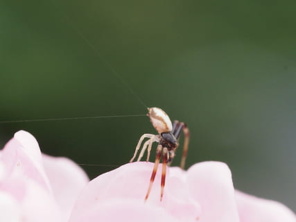 schließen, Makro, Insektenmakro, Spinnennetz, Spinne, Garten, Insekt, Fauna, Spinnentier, Tier, Natur, Fleischfresser, Tierwelt, Nahansicht, wirbellos, ein Tier, Blume, Tierthemen, Schönheit in der Natur, Tiere in freier Wildbahn, blühende Pflanze, Pflanze, Verletzlichkeit, Zerbrechlichkeit, Tag, pinke Farbe, Frische, Blütenblatt, selektiver Fokus, draußen, Tierflügel, Blütenkopf, 4K, CC0, gemeinfrei, lizenzfrei
