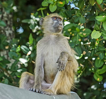 babuin, maimuţă, arhiepiscop, ședință, botswana, maro, animale tematice, animal, animale în sălbăticie, animale sălbatice, un animal, mamifer, animale vertebrate, copac, plantă, parte a plantelor, in cautarea, nici o persoana, frunze, vedere unghiulară joasă, zi, să se concentreze asupra primelor elemente, natură, în aer liber, 1080P, CC0, domeniu public, fără drepturi de autor