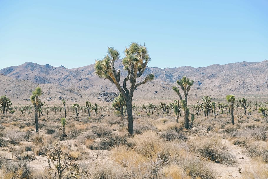 Desert, Trees, Shrubs, Field, Mountains, landscape, nature, blue, sky, sunny, day, outdoors, plant, tree, scenics - nature, clear sky, environment, tranquil scene, mountain, non-urban scene, land, tranquility, beauty in nature, no people, growth, arid climate, climate, semi-arid, mountain range, 1080P