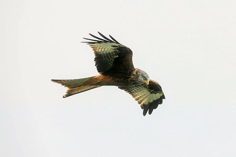καφέ, μαύρος, γεράκι, πέταγμα, midair, πουλί, θηρευτής, πτήση, ουρανός, σύννεφα, άγρια ​​ζωή, μεγαλοπρεπής, κυνηγός, ένα ζώο, ζώα στη φύση, ζωικά θέματα, άγριας ζωής των ζώων, φτερά, χωρίς κόσμο, σε εξωτερικό χώρο, φύση, σπονδυλωτό, ζώο, χαμηλή οπτική γωνία, αρπακτικό πουλί, κίνηση, μέσου αέρα, καθαρός ουρανός, ημέρα, πλήρους μήκους, αετός, 1080P, CC0, δημόσιος τομέαςα, χωρίς δικαιώματαe