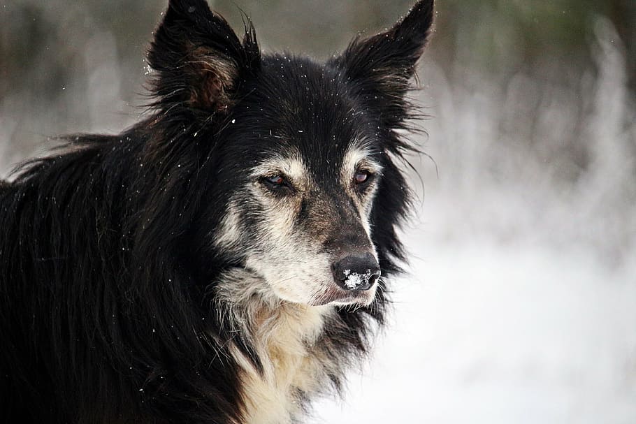 Preto, bronzeado, Lobo, cão, inverno, neve, fronteira, cão de pastoreio, border collie, cão de raça pura, temperatura fria, um animal, animais domésticos, temas animais, focar em primeiro plano, dia, pets, animal, mamífero, canino, doméstico, ninguém, olhando, parte do corpo animal, natureza, retrato, pêlo de animal, ao ar livre, cabeça de animal, nevando, boca de animal, 5K