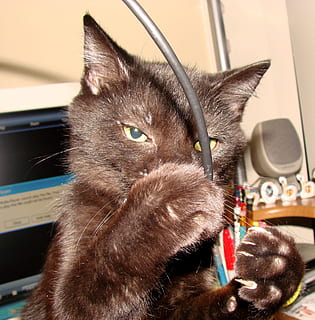 gato, computador, cabo, animal, cabo de computador, jogando, gatinha, felino, brincalhão, peludo, pata, agarrando, pets, gato doméstico, animais e animais de estimação, fofa, animais domésticos, pele, mamífero, gatinho, animal jovem, dentro de casa, um animal, temas animais, doméstico, vertebrado, fechar-se, parte do corpo animal, bigode, ninguém, interior de casa, cabeça de animal, relaxamento, olhando, olho animal, 1080P, CC0, domínio público, royalty free