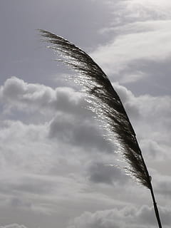 reed, pântano, vento, nuvens, céu, céu nublado, natureza, leve, Luz e sombra, Preto e branco, contraste, contra dia, plantar, nuvem - céu, visão de baixo ângulo, ninguém, dia, beleza na natureza, ao ar livre, tranquilidade, movimento, cultura artística e entretenimento, scenics - natureza, têxtil, fechar-se, meio Ambiente, nublado, vôo, ar, 2K, CC0, domínio público, royalty free