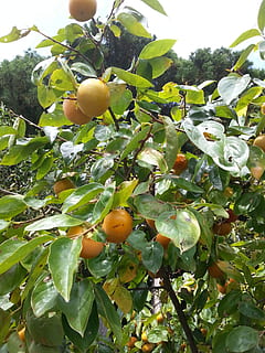 persimmon, healthy eating, food and drink, food, fruit, growth, tree, leaf, plant, plant part, green color, freshness, wellbeing, nature, day, low angle view, no people, fruit tree, branch, close-up, beauty in nature, outdoors, ripe, 1080P, CC0, public domain, royalty free