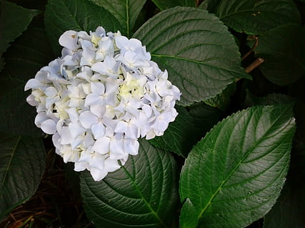 hydrangea, murni, hydrangea putih, bunga, daun, pertumbuhan, menanam, alam, kerapuhan, merapatkan, keindahan di alam, tidak ada orang, kesegaran, bagian tanaman, tanaman berbunga, kerentanan, warna putih, daun bunga, hal berkembang, kepala bunga, hari, taman, di luar rumah, Daun-daun, ungu, 2K, CC0, domain publik, bebas royalti