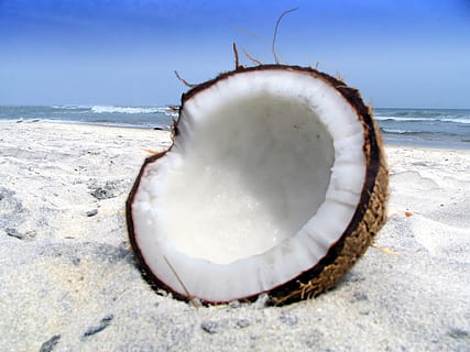 kokosnøtteskall, strand sand, dagtid, coco, Strand, sand, hav, land, vann, natur, dyr, dyre temaer, dyreliv, dag, ingen folk, nærbilde, ett dyr, dyr i naturen, himmel, sjøliv, shell, utendørs, kokosnøtt, marine, 1080P, CC0, offentlig domene, opphavsrett gratis