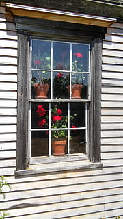 pelargonia, okno, kwiat, roślina, czerwony, gliniany garnek, okno domu, zewnętrzny, zbudowana struktura, architektura, na dworze, na zewnątrz budynku, szkło - materiał, przezroczysty, roślina kwitnąca, żadnych ludzi, roślina doniczkowa, budynek, dzień, wzrost, Natura, doniczka, dom, odbicie, parapet, okno dialogowe, szkło, rama okienna, 2K, CC0, domena publiczna, darmowe zdjęcia