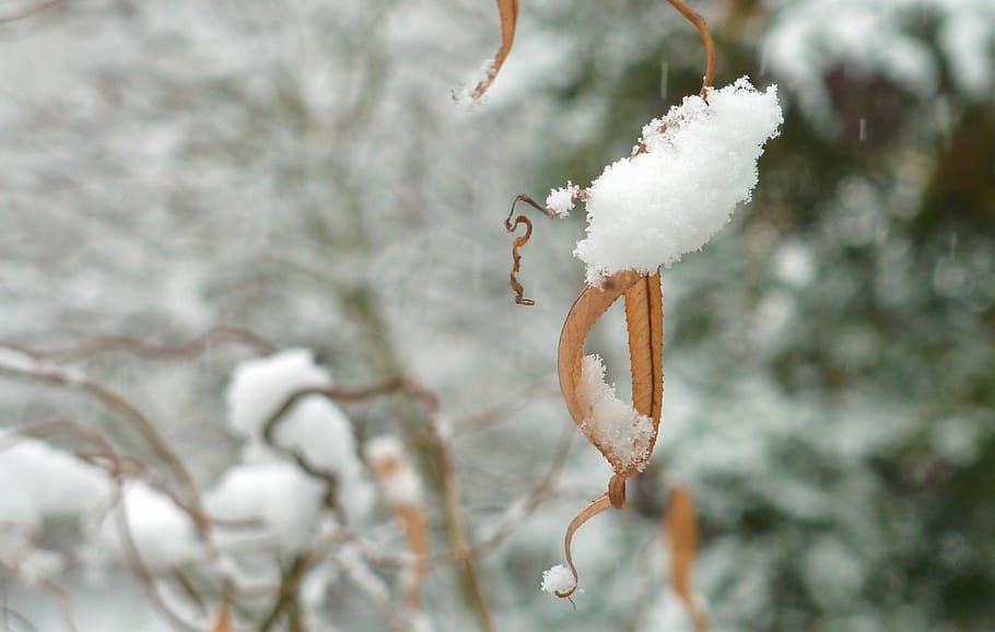 vinter, sne, vinterlige, hvid, kold, træ, vinter buske, natur, lys, snedækket, koldtemperatur, frost, sæson, afdeling, is, Frosset, jul, udendørs, tæt på, kold temperatur, hvid farve, fokus på forgrunden, plante, ingen mennesker, dag, skønhed i naturen, vækst, Kvist, 2K