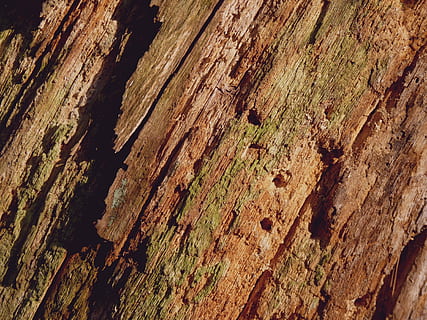 corteccia di albero, sfondo, ceppo, abbaiare, albero, legna, struttura, tribù, natura, modello, foresta, Morsch, vecchio, alimentazione, ferita, legno - materiale, strutturato, Marrone, sfondi, avvicinamento, fotogramma intero, ruvido, nessuno, giorno, intemperie, tronco d'albero, all'aperto, danneggiato, tronco, screpolato, 4K, CC0, dominio pubblico, privo di copyright