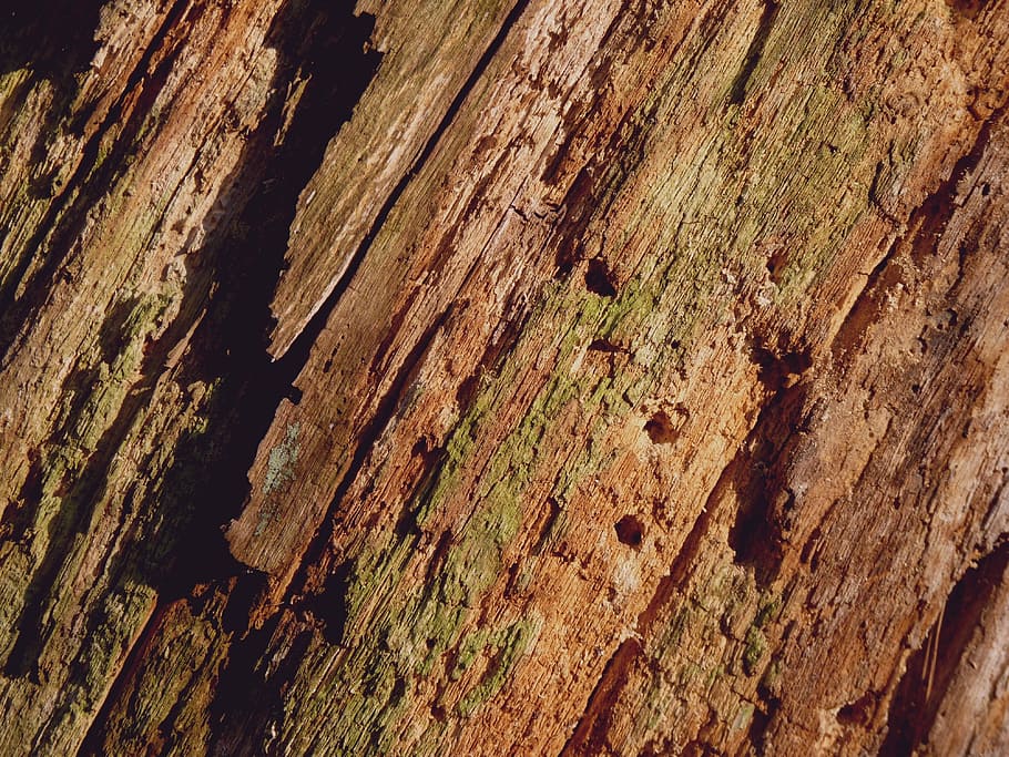 corteccia di albero, sfondo, ceppo, abbaiare, albero, legna, struttura, tribù, natura, modello, foresta, Morsch, vecchio, alimentazione, ferita, legno - materiale, strutturato, Marrone, sfondi, avvicinamento, fotogramma intero, ruvido, nessuno, giorno, intemperie, tronco d'albero, all'aperto, danneggiato, tronco, screpolato, 4K