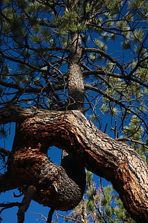 Brad, natură, verde, pin, copac, jeffrey, conifer, natural, parc, pădure, ramură, nici o persoana, trunchi de copac, în aer liber, plantă, trompă, vedere unghiulară joasă, zi, cer, albastru, creştere, liniște, lumina soarelui, cer senin, frumusețe în natură, să se concentreze asupra primelor elemente, texturată, latra, 4K, CC0, domeniu public, fără drepturi de autor