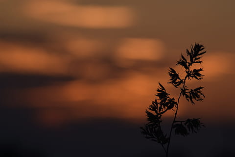 herba, macro, posta de sol, plantes, naturalesa, prat, herba del prat, primer pla, cel, núvols, taronja, camp, planta, polyana, fullatge, flor, el sol, jardí, fulla d'herba, estiu, vegetació, fulla, vermell, calor, brillar, tranquil·litat, bellesa a la natura, aigua, cap gent, mar, silueta, escenics - natura, crepuscle, escena tranquil·la, medi ambient, a l'aire lliure, full, centrar-se en primer pla, vespre, arbre, part de la planta, contemplació, cel romàntic, 5K, CC0, domini públic, lliure de regalies