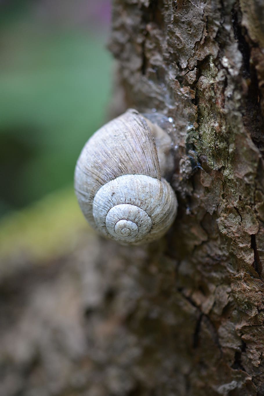 snegl, skal, tæt, snegl shell, natur, mollusk, tæt på, træstamme, dyreliv, bagagerum, dyre temaer, hvirvelløse, dyr i naturen, dyreskal, havsnegle, dag, dyr, ingen mennesker, fokus på forgrunden, tekstureret, plante, træ, udendørs, 4K