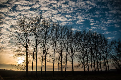 llum de fons, cel, núvols, blau, arbre, paisatge, cloudformation, núvol - cel, bellesa a la natura, silueta, escenics - natura, escena tranquil·la, tranquil·litat, arbre nu, planta, posta de sol, cap gent, naturalesa, escena no urbana, terra, vespre, idíl·lic, aigua, camp, a l'aire lliure, 4K, CC0, domini públic, lliure de regalies