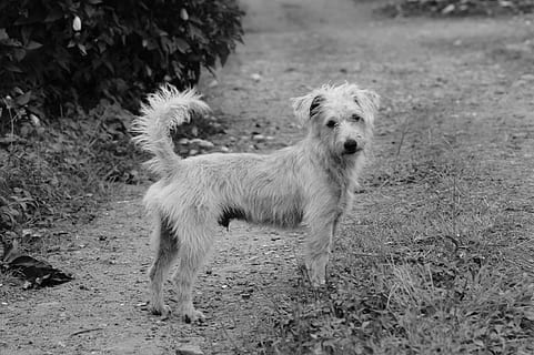 fauna, ulloa, risaralda, Kolumbie, Pes, domácí mazlíčci, zvíře, psí, čistokrevný pes, venku, přátelství, štěně, domácí zvířata, roztomilý, savec, smíšené plemeno psa, teriér, psů, zvířat, jednoho zvířete, domácí, obratlovců, přistát, pole, rostlina, nikdo, stojící, Příroda, den, portrét, koukal, hledá, 4K, CC0, veřejná doména, bez autorských práv