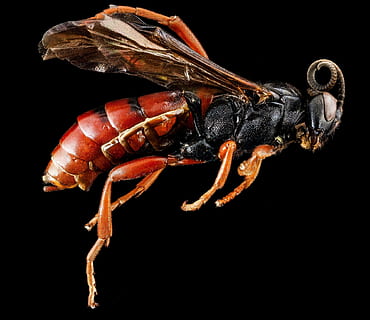 fotografierea macro, roșu, negru, viespe, insectă, macro, profil, animale sălbatice, natură, a închide, aripi, montat, u, s, studiu geologic, Fundal negru, un animal, animal, studio shot, crustaceu, nici o persoana, animale tematice, în interior, nevertebrat, animale în sălbăticie, elimina, zoologie, Gheară, artropod, homar, fructe de mare, alimente, ochi de animale, 1080P, CC0, domeniu public, fără drepturi de autor