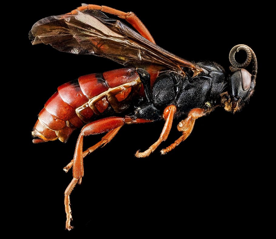 makrofotografering, rød, sort, hveps, insekt, makro, profil, dyreliv, natur, tæt på, vinger, monteret, u, s, geologisk undersøgelse, sort baggrund, et dyr, dyr, studio skud, krebsdyr, ingen mennesker, dyre temaer, indendørs, hvirvelløse, dyr i naturen, skåret ud, zoologi, klo, leddyr, hummer, fisk og skaldyr, mad, dyr øje, 1080P