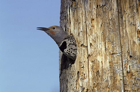 area, nesting, from, head, its, pokes, flicker, northern, birds, animals, fauna, animal themes, animal, one animal, animal wildlife, bird, vertebrate, animals in the wild, wood - material, no people, perching, tree trunk, trunk, nature, tree, day, woodpecker, close-up, sky, low angle view, clear sky, outdoors, profile view, 4K, CC0, public domain, royalty free