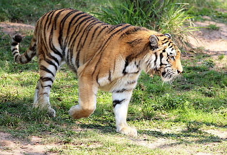 wildlife photography, tiger, wild, looking, walking, zoo, feline, carnivore, of profile, animal, wildlife, mammal, striped, bengal Tiger, undomesticated Cat, nature, animals In The Wild, animal themes, animal wildlife, one animal, big cat, cat, grass, plant, carnivora, no people, vertebrate, endangered species, outdoors, whisker, 4K, CC0, public domain, royalty free