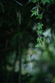 daun, pohon, hutan hijau, Pedang, hutan, hijau, alam, menanam, warna hijau, di luar rumah, kesegaran, cabang, pertumbuhan, tidak ada orang, hari, keindahan di alam, bagian tanaman, fokus pada latar depan, ketenangan, fokus selektif, merapatkan, tanah, kerapuhan, kerentanan, kekuatan di alam, 4K, CC0, domain publik, bebas royalti