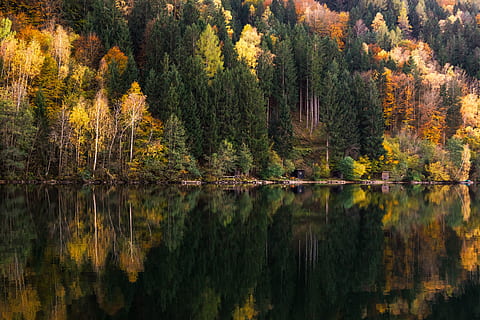 Ruhe, See, braun, Bäume, hölzern, Dock, Wald, Waldlandschaft, Baum, Natur, Landschaft, Herbst, Herbstfarben, Wasser, goldener Herbst, Bank, Stimmung, Spiegeln, Wasserreflexion, Goldener Oktober, szenen, draußen, Reflexion, Schönheit in der Natur, Blatt, Pflanze, Ufergegend, Veränderung, Wachstum, Szenen - Natur, ruhige Szene, keine Leute, Nicht-städtische Szene, Land, Tag, Nadelbaum, Herbstkollektion, Kiefernwald, Reflexionssee, 5K, CC0, gemeinfrei, lizenzfrei