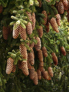 pinjekegler, hanen, træ, nåletræ, fælles gran, picea abies, rød gran, gran, Picea, moden, frø, frugt, mad, natur, friskhed, tropisk klima, plante, vækst, ingen mennesker, skønhed i naturen, grøn farve, saftige plante, kaktus, dag, fuld ramme, høj vinkel visning, udendørs, ro, torn, baggrunde, tæt på, spiked, botanik, 2K, CC0, offentligt domæne, royaltyfrie