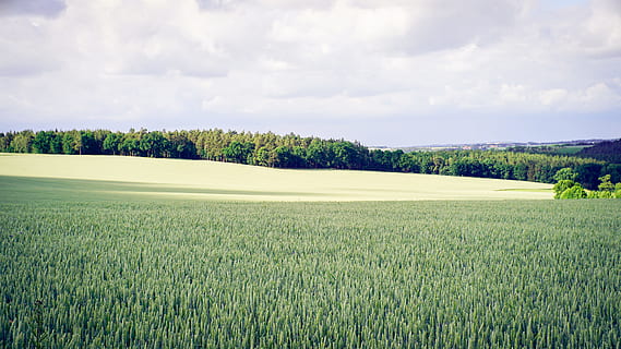 photographie de paysage, herbe, des arbres, vert, champ d'herbe, loin, une façon, champ vert, jour, arbre, champ, surgir, nuage, la nature, scène rurale, agriculture, paysage, ciel, en plein air, blé, été, scène non urbaine, bleu, couleur verte, paysages, Prairie, ferme, nuage - ciel, terre, personne, horizon au-dessus de la terre, beauté dans la nature, plante céréalière, image couleur, printemps, saison, plante, croissance, environnement, scène tranquille, tranquillité, paysages - nature, le golf, sport, green - parcours de golf, 5K, CC0, domaine public, libre de droits