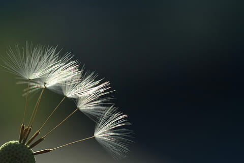 cerca de la foto, flor de diente de león, diente de león, luz de fondo, rayos, luz del sol, infierno, cerrar, macro, fondo, naturaleza, resplandecer, semillas voladoras, sensible, azul, paraguas, planta, belleza en la naturaleza, copia espacio, vulnerabilidad, frescura, fragilidad, crecimiento, de cerca, nadie, flor, semilla de diente de león, planta floreciendo, hoja, blandura, al aire libre, foto de estudio, día, el color blanco, fondo negro, ligero, cabeza de flor, hoja de palma, 5K, CC0, dominio público, libre de derechos