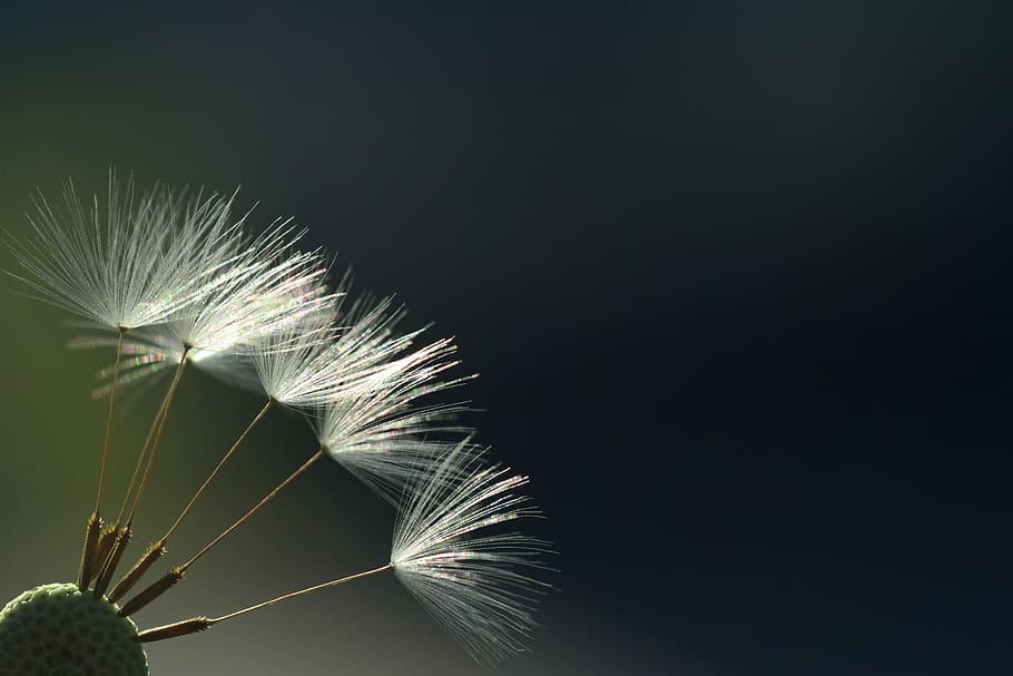 Nahaufnahmefoto, Löwenzahnblume, Löwenzahn, Gegenlicht, Strahlen, Sonnenlicht, Hölle, schließen, Makro, Hintergrund, Natur, funkeln, fliegende Samen, empfindlich, Blau, Regenschirm, Pflanze, Schönheit in der Natur, kopieren sie platz, Verletzlichkeit, Frische, Zerbrechlichkeit, Wachstum, Nahansicht, keine Leute, Blume, Löwenzahnsamen, blühende Pflanze, Blatt, Weichheit, draußen, Studioaufnahme, Tag, weiße Farbe, schwarzer Hintergrund, Leicht, Blütenkopf, Palmblatt, 5K