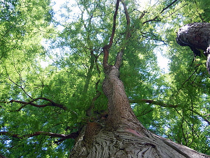 forest, crown, tree, bark, plant, trunk, tree trunk, growth, low angle view, land, nature, green color, beauty in nature, day, branch, tranquility, no people, outdoors, plant part, lush foliage, foliage, leaf, tree canopy, 4K, CC0, public domain, royalty free