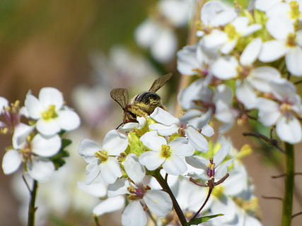 flor, abelha, libar, pólen, Ravena, jaramago, planta com flores, temas animais, animais em estado selvagem, fragilidade, um animal, animais selvagens, inseto, animal, plantar, vulnerabilidade, invertebrado, frescura, beleza na natureza, crescimento, pétala, fechar-se, cabeça de flor, cor branca, polinização, ninguém, primavera, 2K, CC0, domínio público, royalty free