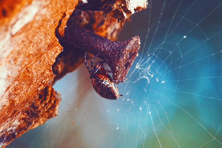 fotografia macro, perca d'aranya, ungles, web, negre, marró, aranya, insecte, error, primer pla, menjar i beguda, menjar, cap gent, frescor, a l'interior, dia, centrar-se en primer pla, enfocament selectiu, carn, vista d’angle alt, naturalesa, invertebrat, aigua, temes d'animals, teranyina, alimentació saludable, animal, 4K