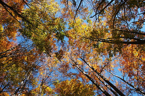 bosc, arbres, caure, naturalesa, tardor, verd, fusta, medi ambient, paisatge, temporada, natural, parc, full, fullatge, salvatge, fulles, dia, ecologia, llum solar, a l'aire lliure, arbre, groc, branca, cel, color taronja, bellesa a la natura, escenics, color daurat, color vibrant, imatge en color, exuberant fullatge, multicolor, colors, planta, cap gent, parc - l'home va fer espai, arbre d'auró, canvi, vista d’angle baix, tranquil·litat, creixement, copa de l'arbre, part de la planta, escenics - natura, idíl·lic, directament a sota, col·lecció de tardor, condició natural, 2K, CC0, domini públic, lliure de regalies