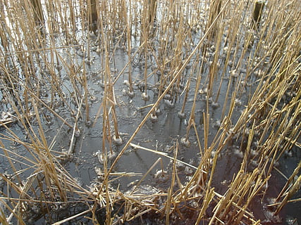 ice, winter, cold, pattern, plant, day, tranquility, nature, no people, land, growth, beauty in nature, cold temperature, dry, water, outdoors, high angle view, field, close-up, sunlight, dead plant, tree, wilted plant, 2K, CC0, public domain, royalty free