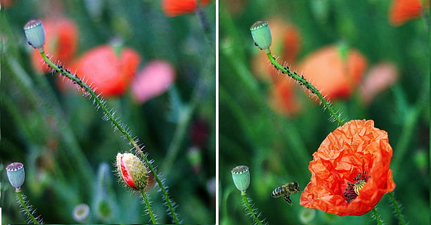poppy, utvikling, utvikle, knopp, blomst, vekst, anlegg, skjønnhet i naturen, natur, skjørhet, blomstrende plante, sårbarhet, nærbilde, friskhet, petal, blomsterhodet, fokusere på forgrunnen, dag, inflorescence, ingen folk, utendørs, rød, grønn farge, botanikk, 2K, CC0, offentlig domene, opphavsrett gratis