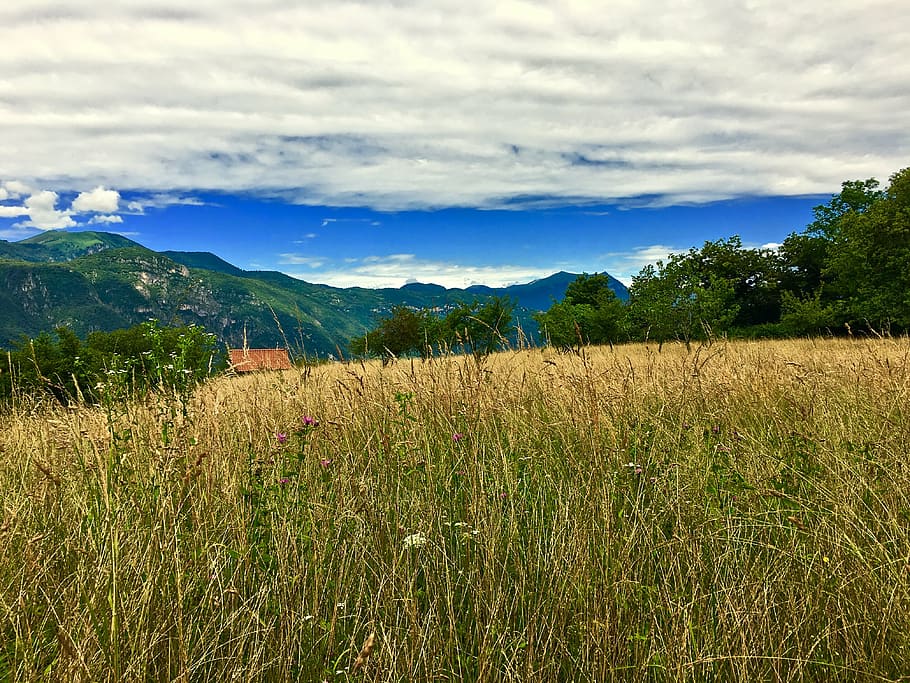 lecco, prats, muntanya, planta, cel, núvol - cel, camp, bellesa a la natura, escenics - natura, paisatge, terra, tranquil·litat, medi ambient, escena tranquil·la, creixement, naturalesa, dia, arbre, cap gent, agricultura, escena rural, escena no urbana, cultiu, a l'aire lliure, plantació, 4K