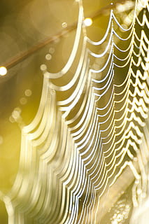 ragnatela, web, trappola, netto, natura, mattina, luce, color oro, nessuno, giorno, all'aperto, avvicinamento, modello, sfondi, fotogramma intero, movimento, spirale, luce del sole, astratto, acqua, bellezza nella natura, movimento sfocato, a strisce, illuminato, design, turbine, 4K, CC0, dominio pubblico, privo di copyright