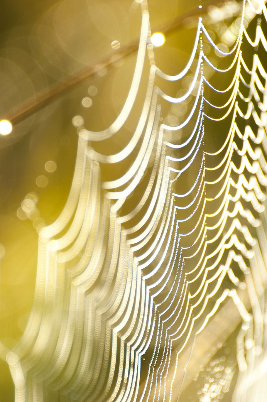 ragnatela, web, trappola, netto, natura, mattina, luce, color oro, nessuno, giorno, all'aperto, avvicinamento, modello, sfondi, fotogramma intero, movimento, spirale, luce del sole, astratto, acqua, bellezza nella natura, movimento sfocato, a strisce, illuminato, design, turbine, 4K