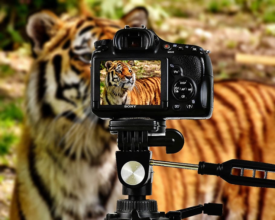 schwarz, Sony DSLR-Kamera, Tiger, Raubtier, Pelz, Kamera, wunderschönen, gefährlich, Katze, Tierfotografie, Tierwelt, Tierpark Hellabrunn, München, Technologie, Kamera - Fotoausrüstung, Fotografie-Themen, Aktivität, Fotoausrüstung, Fokus auf den Vordergrund, Nahansicht, Digitalkamera, Fotografieren, keine Leute, Stativ, kabellose Technologie, Kommunikation, orange Farbe, Tag, modern, Gerätebildschirm, Objektiv - optisches Instrument, Bildschirm, Dreharbeiten, Heimvideokamera, Spiegelreflexkamera, 1080P