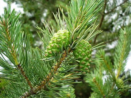 pinyes, pi, muntanya, bosc, verd, de fulla perenne, planta, color verd, creixement, arbre, bellesa a la natura, centrar-se en primer pla, arbre de coníferes, naturalesa, cap gent, primer pla, dia, branca, full, agulla - part de la planta, pinàcies, part de la planta, tranquil·litat, a l'aire lliure, enfocament selectiu, fulla de palma, 1080P, CC0, domini públic, lliure de regalies