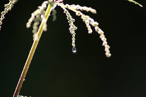 rosada, gota de rosada, contenint, filligran, transparent, licitació, aigua, al matí, morgentau, planta, arbust, contrast, salazar, groc, fosc, infern, halm, naturalesa, llàgrima, primer pla, joieria, cap gent, collaret, fons negre, a l'interior, tir de l'estudi, riquesa, luxe, taló, elegància, natura morta, moda, penjant, còpia espai, centrar-se en primer pla, accessori personal, 4K, CC0, domini públic, lliure de regalies