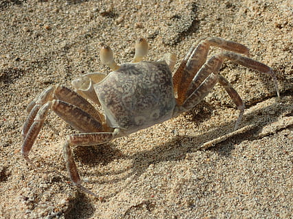 Krab, plaża, skorupiak, morze, plaża piaskowa, świat zwierząt, zwierzęta morskie, zwierzę, pazur, piasek, Natura, dzikiej przyrody, owoce morza, zwierzęca przyroda, tematy zwierzęce, zwierzęta na wolności, jedno zwierzę, wylądować, dzień, żadnych ludzi, zbliżenie, życie morskie, zoologia, morski, wysoki kąt widzenia, światło słoneczne, 4K, CC0, domena publiczna, darmowe zdjęcia