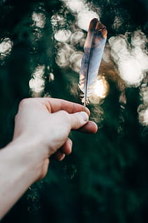 persona, saimniecība, balts, brūna, spalvu, pa kreisi, roka, rāda, pelēks, pārdomas, putns, bokeh, gaisma, tumšs, ēna, saulrieta, saullēkts, dzīvnieku, ragana, witchy, čehu, Čehu Republika, vintage len, bokehliciou, burvju stunda, burvju, cilvēka roku, cilvēka ķermeņa daļa, viens cilvēks, reāliem cilvēkiem, tuvplāns, neatpazīstama persona, dzīvesveidu, koncentrēties uz jaunajām zināšanām, dienā, raksturs, personiskā perspektīva, cilvēka pirkstu, pirkstu, ķermeņa daļa, atpūtas pasākumi, dūmu - fiziskā struktūra, ārā, stick - augu daļa, 4K, CC0, publiskais domēns, bez atlīdzības