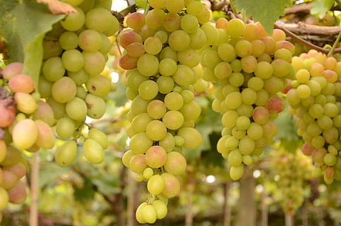 szőlő, Videira, gyümölcs, étel és ital, élelmiszer, Az egészséges táplálkozás, zöld szín, mezőgazdaság, növekedés, frissesség, csokor, természet, nap, szőlőskert, növény, szőlőtőke, közelkép, bőség, nem ember, szabadban, tájkép, bor készítés, érett, 2K, CC0, közkincs, jogdíjmentes