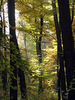 pohon, hutan, lampu belakang, musim gugur, alam, jerman, baden württemberg, menanam, batang pohon, bagasi, pertumbuhan, tanah, keindahan di alam, ketenangan, adegan yang tenang, sinar matahari, hari, tidak ada orang, di luar rumah, warna hijau, scenics - alam, adegan non-urban, dedaunan yang subur, 2K, CC0, domain publik, bebas royalti